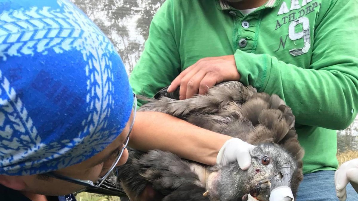 El animal presentaba heridas en su pescuezo.