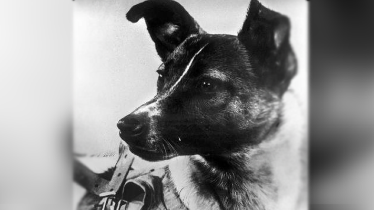 Laika fue puesta en órbita el 3 de noviembre de 1957. La perra sobrevivió apenas unas horas. (EFE )