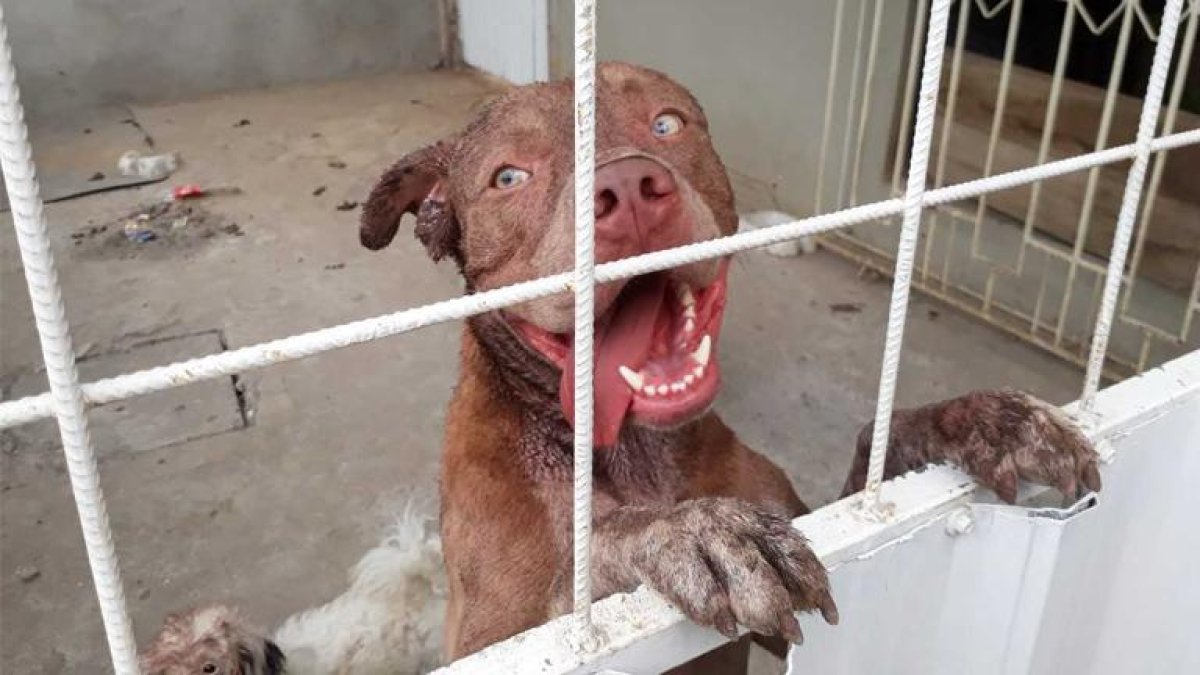 Brat será entregado a su dueño por resolución del fiscal que investigó el caso.