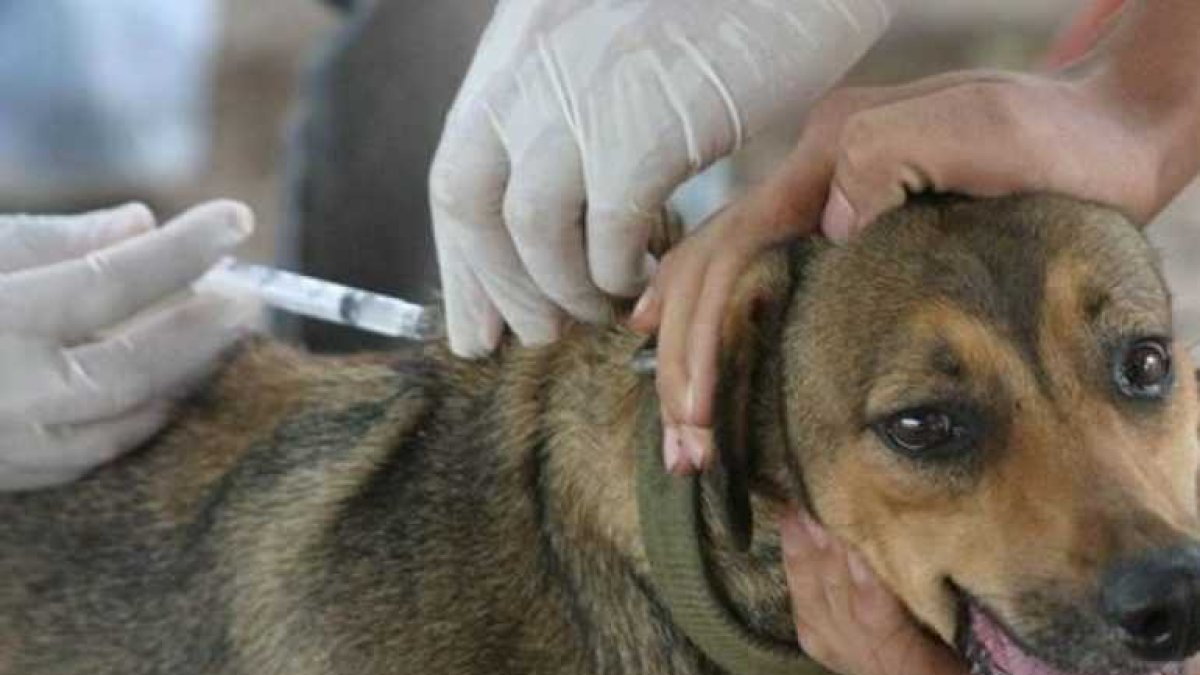 Referencial. Las vacunas serán totalmente gratuitas.