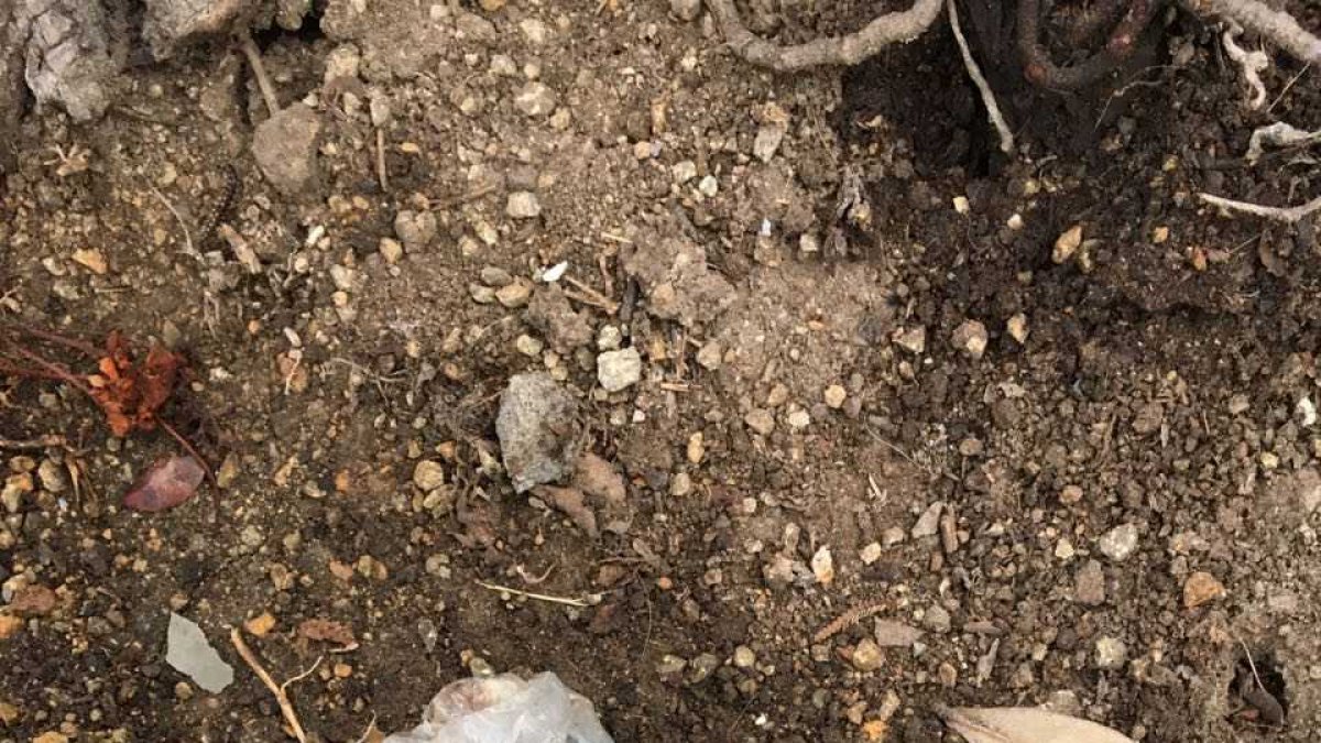 Una de las fundas supuestamente con veneno que encontraron los perjudicados.