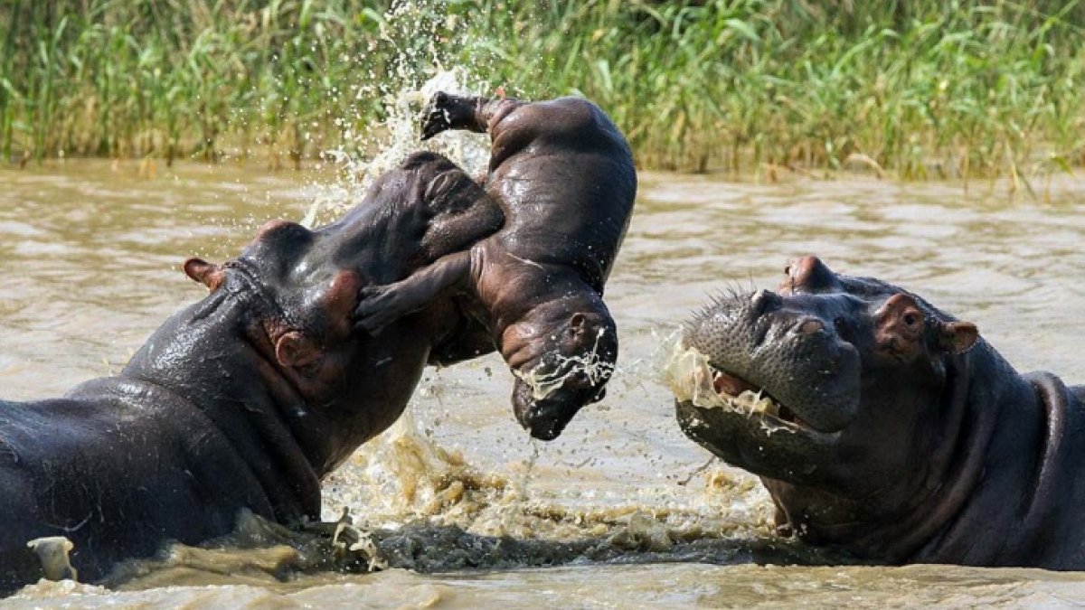 Seis hipopótamos saldrán de la hacienda en este año.