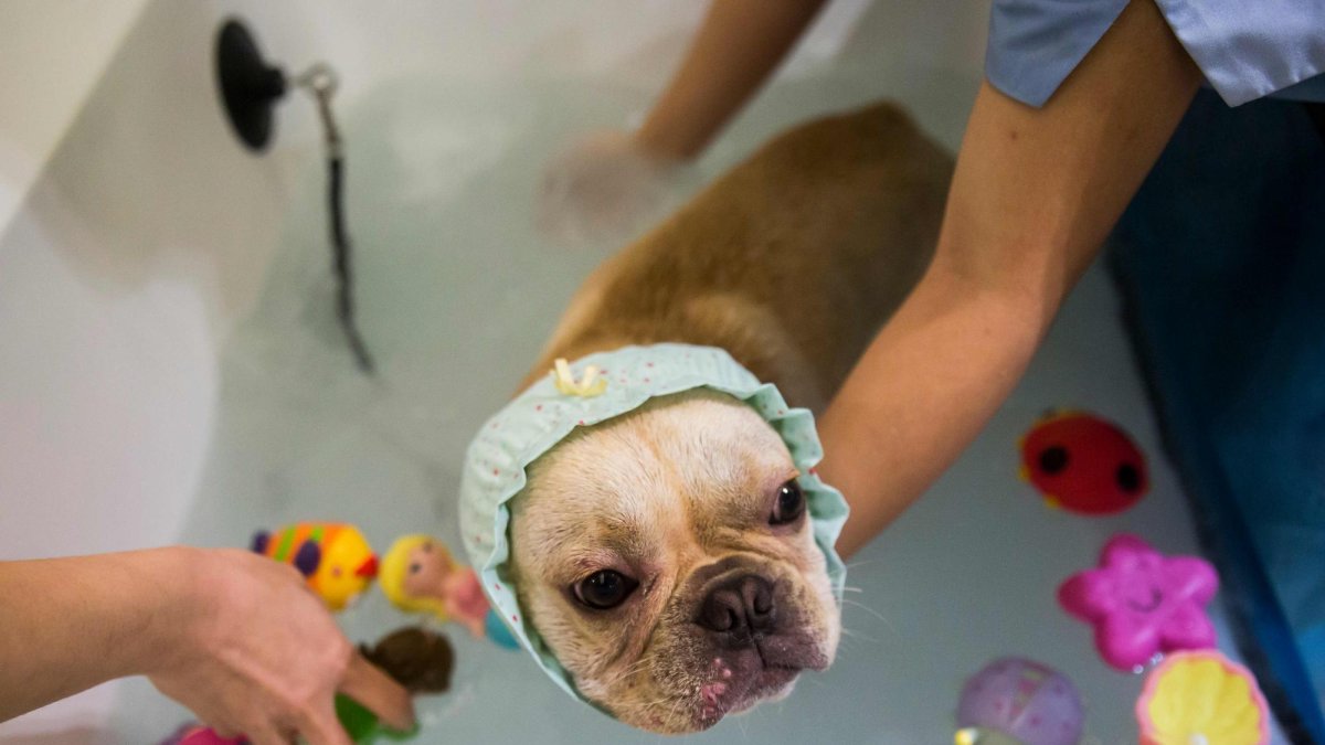 La entrada de China en el año del Perro lleva a muchos amos a mimar aún más a sus mascotas sin mirar el bolsillo.