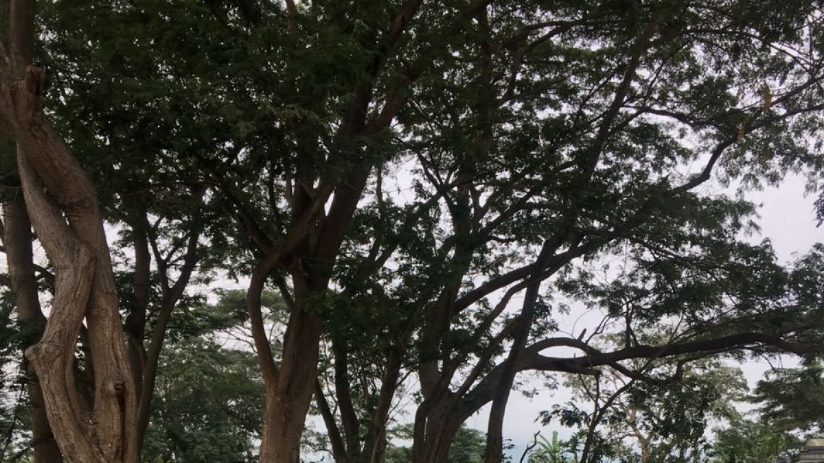 Al parecer los agentes inhalaron monóxido de carbono mientras estaban dentro del vehículo. Sin embargo, personal especializado tendrá que confirmar o descartar esa hipótesis.