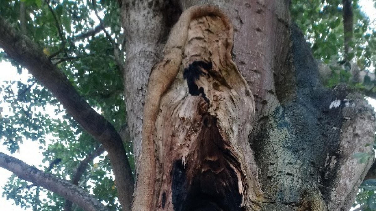 Bajo la supuesta silueta de la Madre celestial, María Ronquillo coloca su vela encendida.
