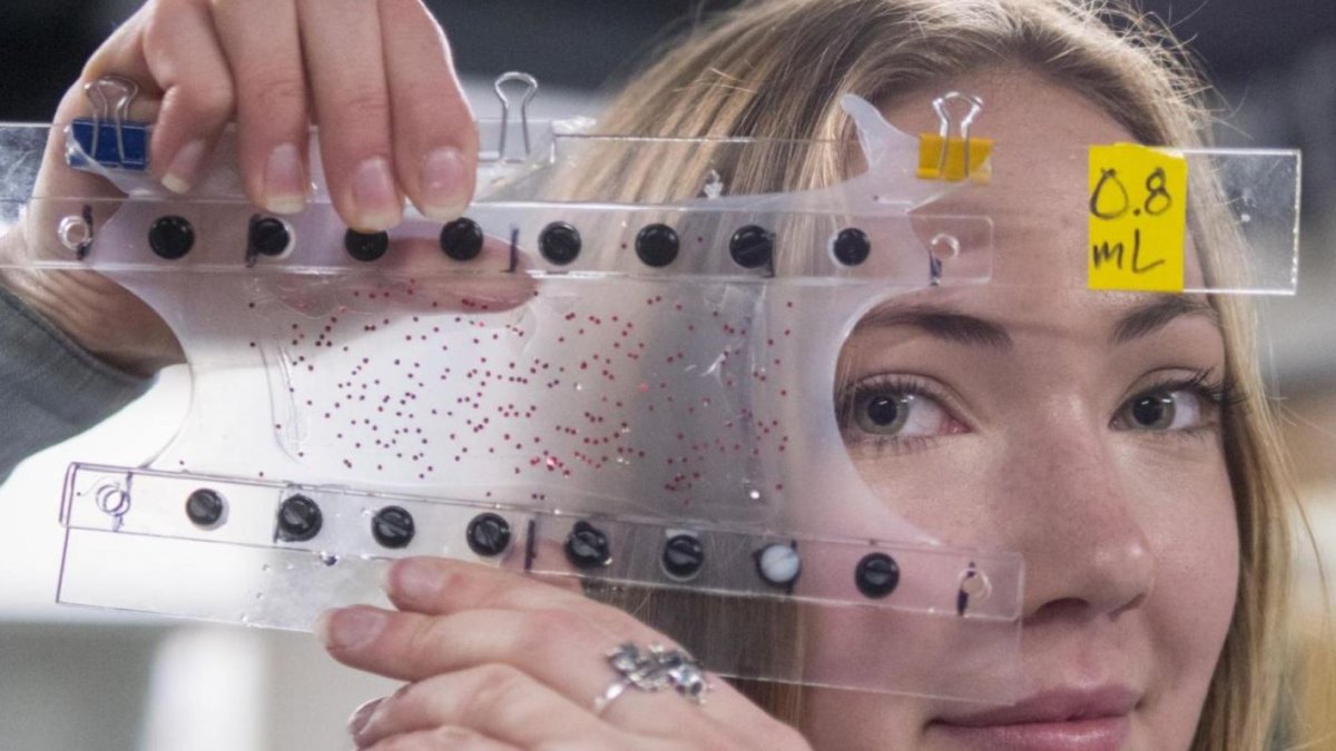 Una investigadora del Keplinger sostiene un pedazo del músculo.