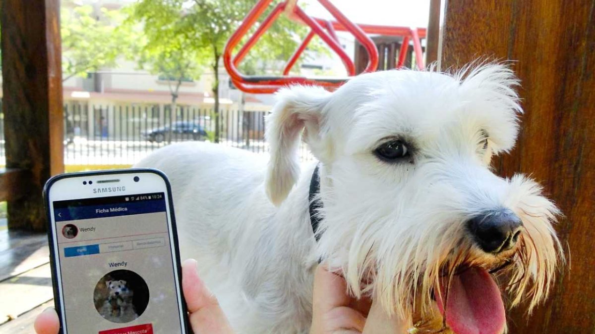 Compartir fotos, recordatorio de vacunas y hasta una opción para adoptar a perritos y gatitos que están sin hogar se muestran en Petlife.