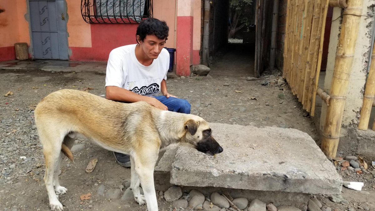 Uno de los cinco canes se salvó tras un lavado gástrico.