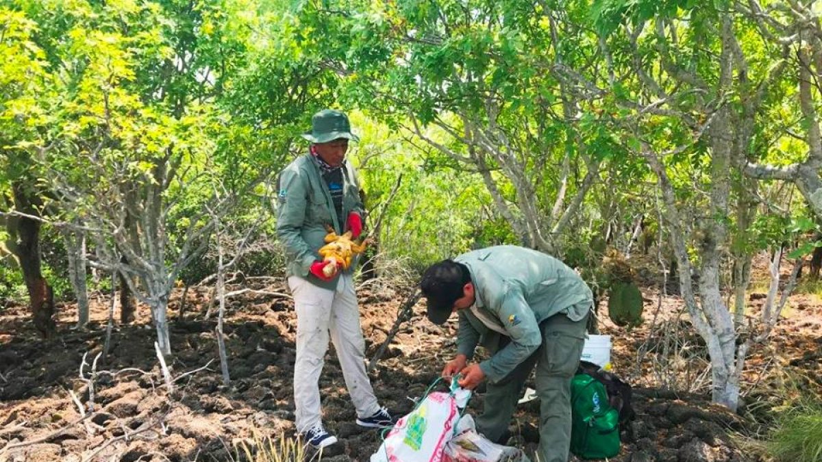 Fueron anteriormente separadas por la agresión de perros salvajes de la zona.