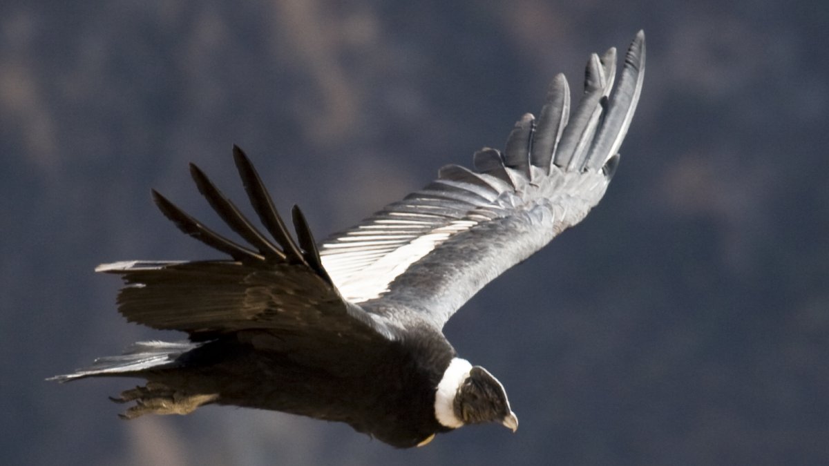 Voluntarios, guardaparques y delegados del Ministerio de Ambiente empezaron el viernes a recopilar información poblacional de los cóndores en 180 puntos, distribuidos en diez reservas ecológicas en todo el país.