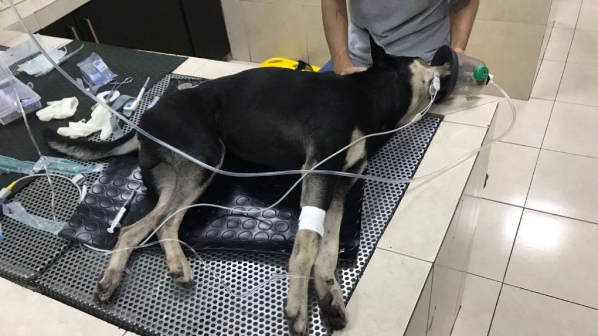 En Twitter, varios usuarios han mostrado su rechazo e indignación ante este acto que, según Rescate Animal, “no es la primera vez que sucede”.