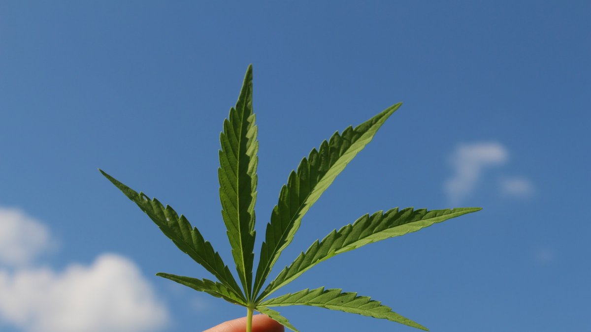 Un 24 % de la base genética que predispone a consumir cannabis es común a la de la esquizofrenia.