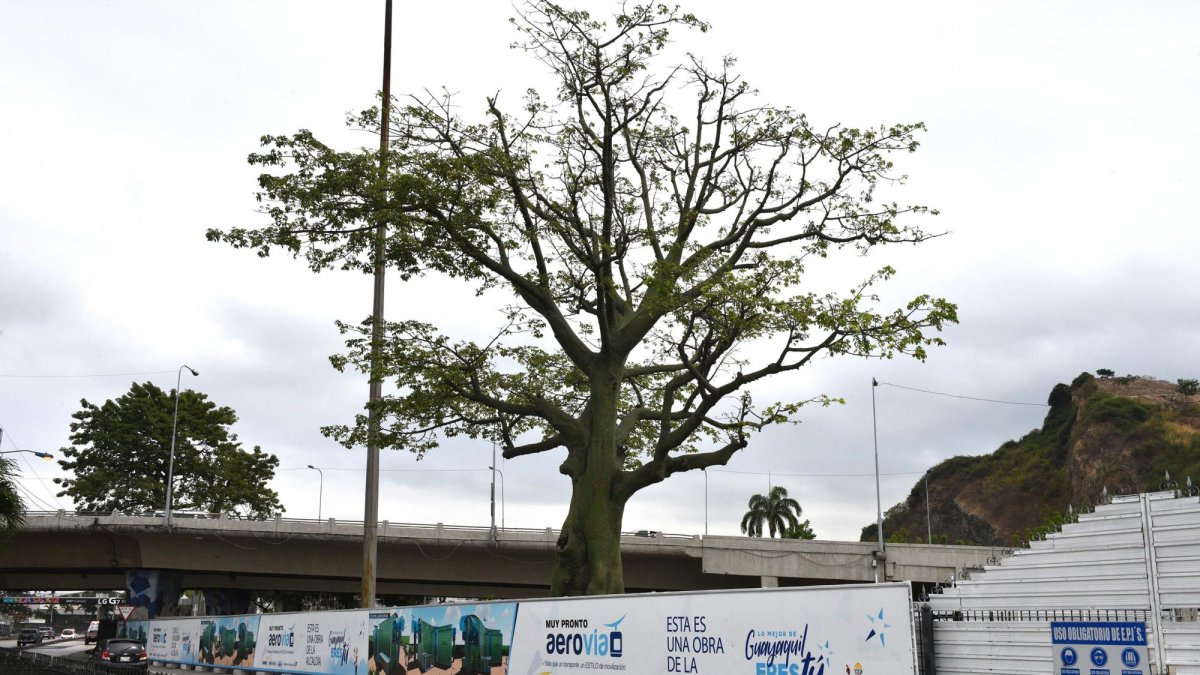 Así lucía el ceibo que fue talado, por la ubicación de la Aerovía, el 17 de septiembre.
