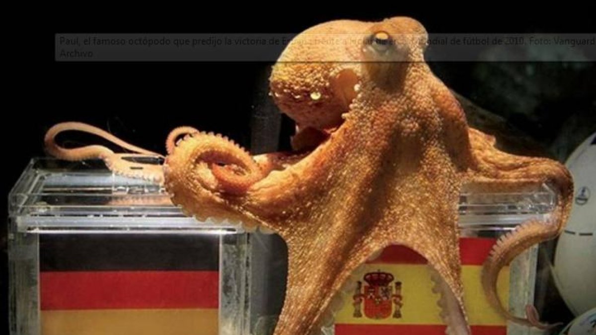 El pulpo Paúl ha sido uno de los oráculos con más aciertos en sus predicciones.