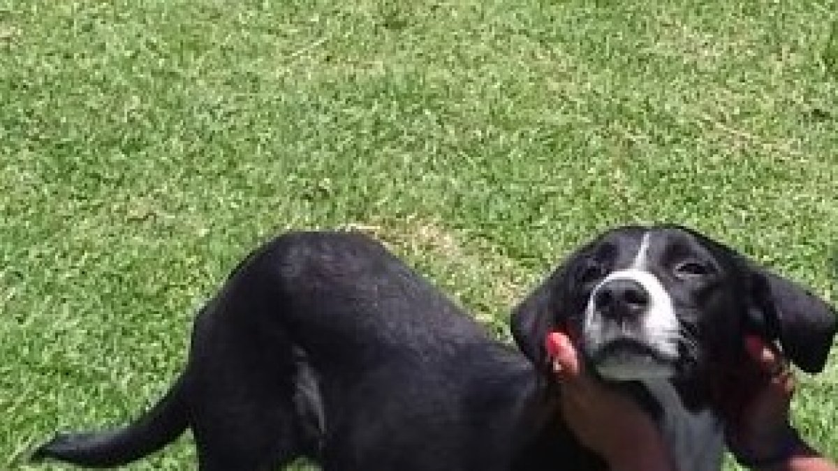 El club le busca ahora un hogar permanente que se ocupe de él y sus dolencias.