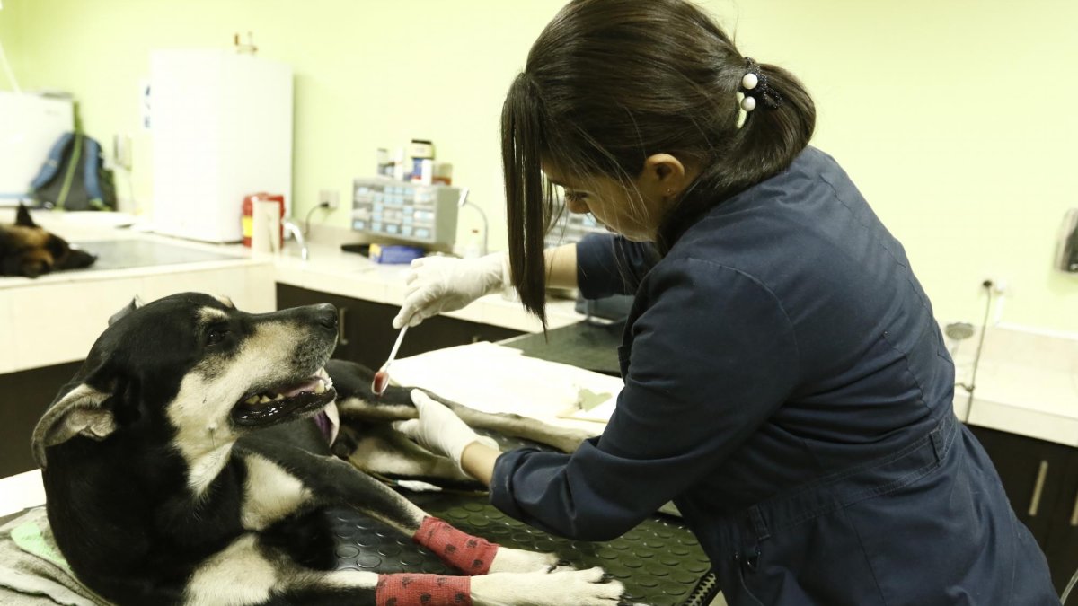 Una especialista en neurología analizó el caso de Brauny la tarde del domingo.