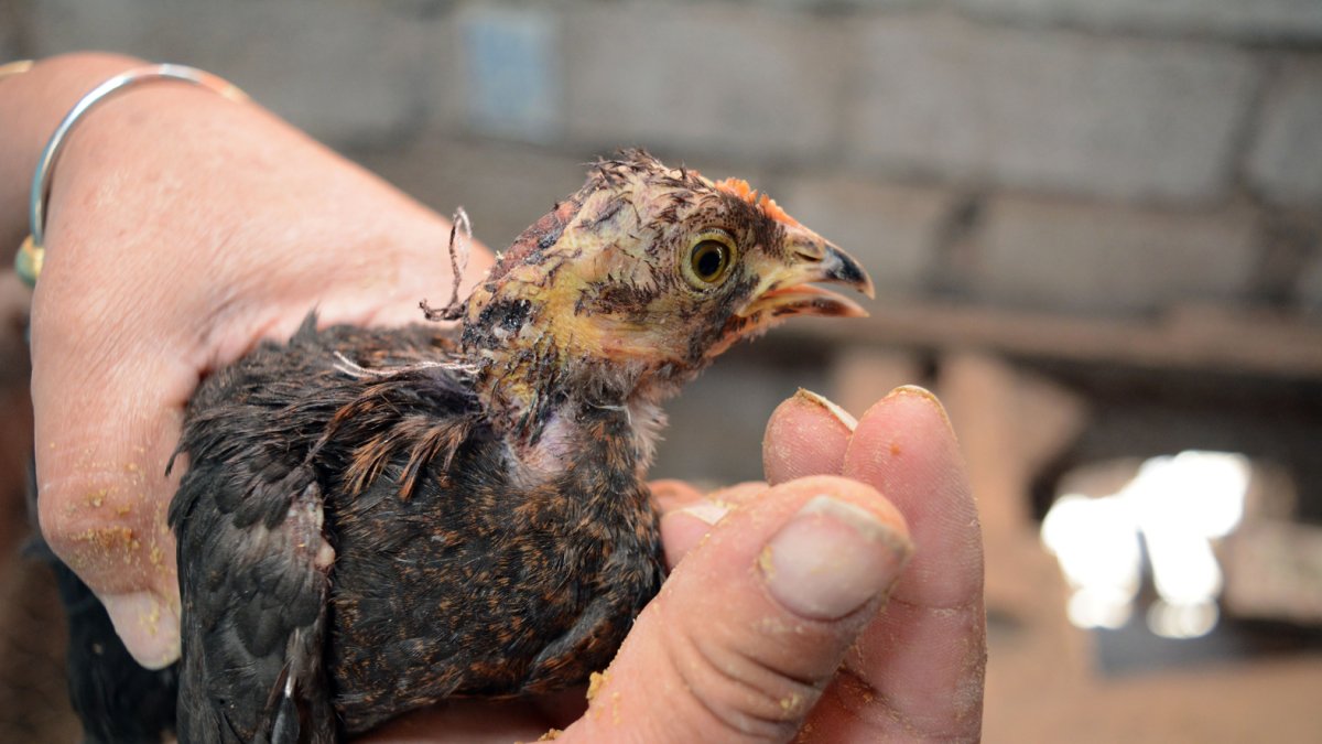 Los polluelos se pelean desde muy pequeños debido a su raza, según los criadores.