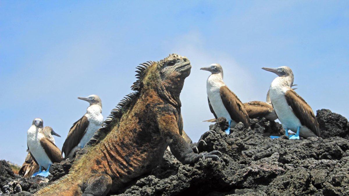 Iguana marina en las Islas Galápagos.