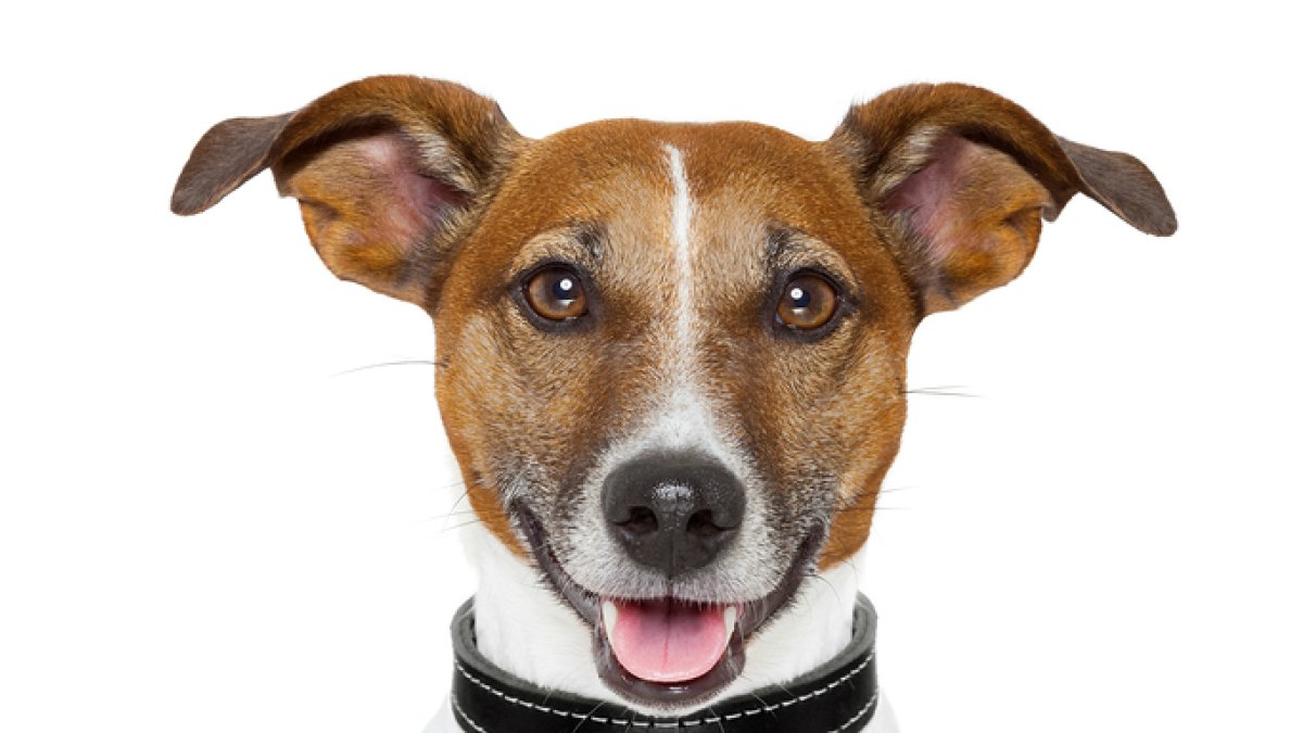 Las distintas razas de perros son el punto de partida para que grupos en Guayaquil se conformen a realizar varias actividades que va desde labor social hasta concursos.