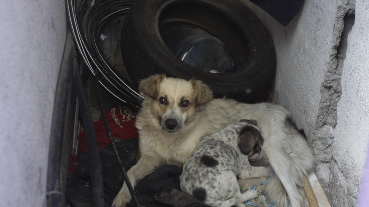 EXTRA conoció la historia de ambas mascotas: la mamá llegó al lugar en busca de un hogar y, dado que no se le permitía vivir dentro, los guardias de seguridad la alimentaban en la vereda.
