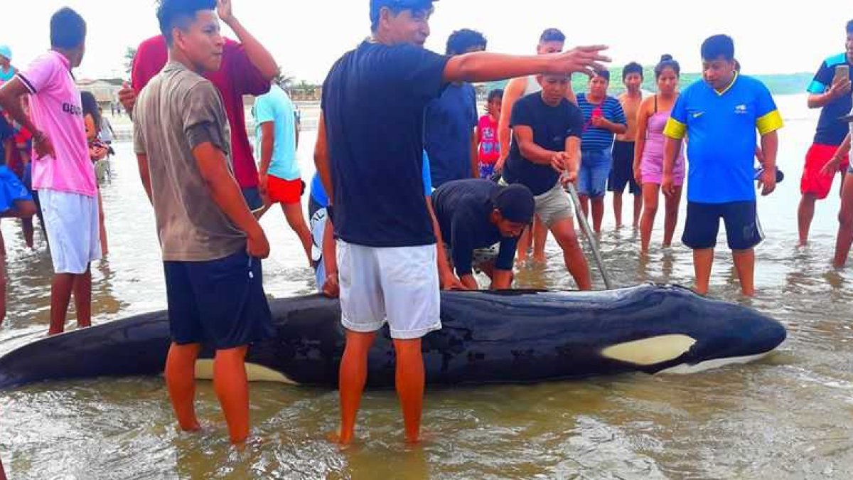 Pobladores de Cadeate ayudaron al cetáceo a recuperar la libertad.
