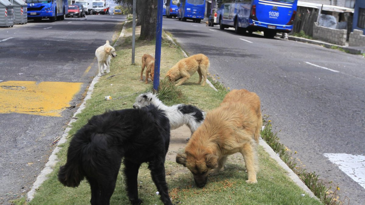 Los perritos capitalinos esperan encontrar un nuevo hogar este domingo 25 de marzo.