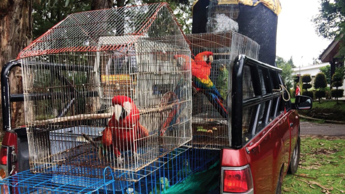 El nuevo hogar de estos animales será el Centro de Rescate Yanacocha.