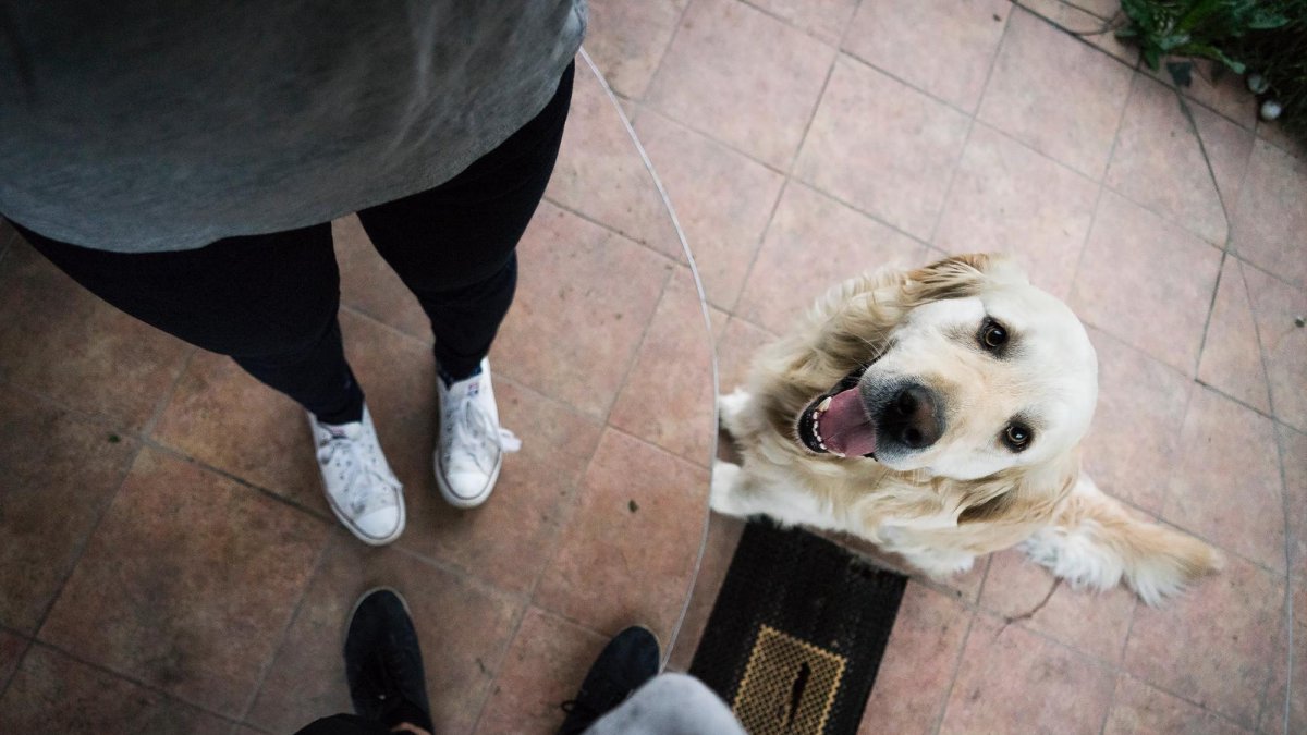 Los dueños de mascotas suelen reconocer cambios en su estado de ánimo.