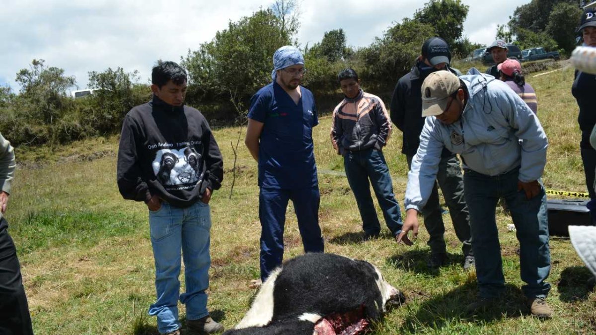 Veterinarios descartan que sean osos, pumas o ‘chupacabras’, por las huellas  que quedan en el cuerpo de los terneros atacados aseguran que son canes que fueron abandonados en el páramo.