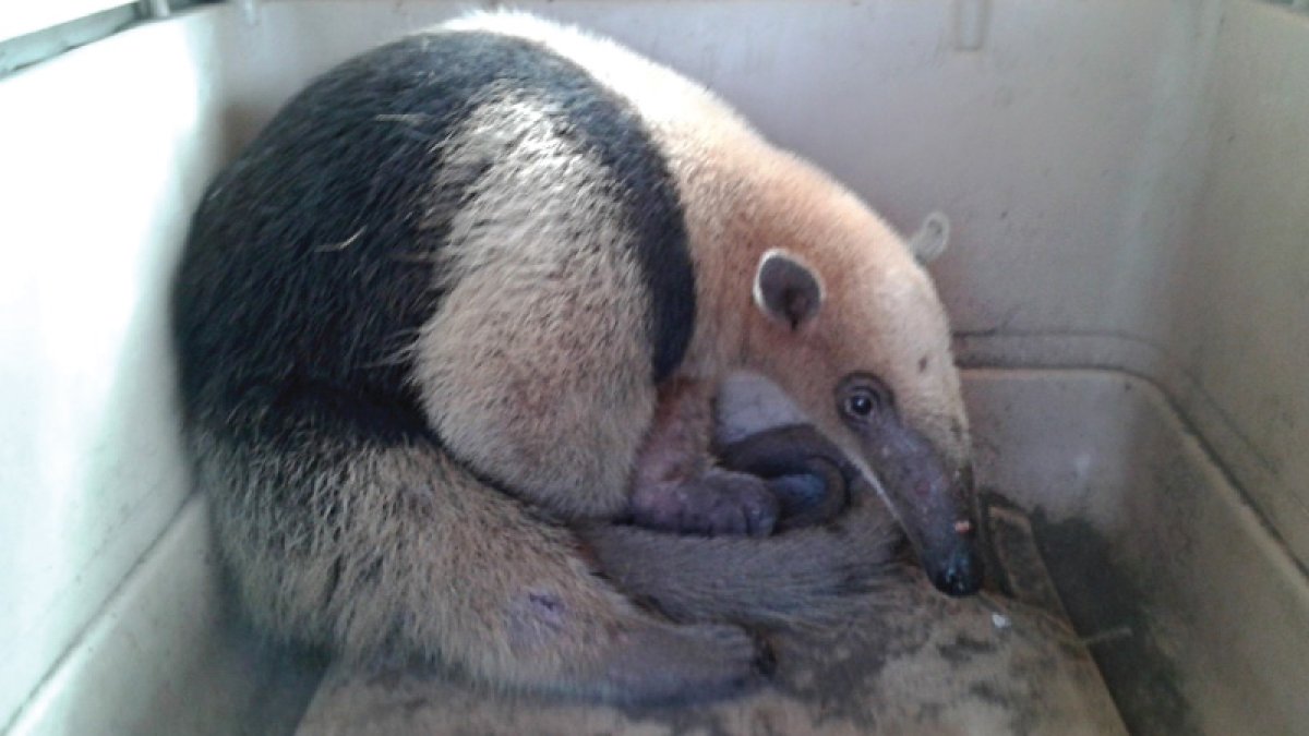 Se lo conoce también como osos hormiguero del Norte. Su presencia se extiende de México a Perú.