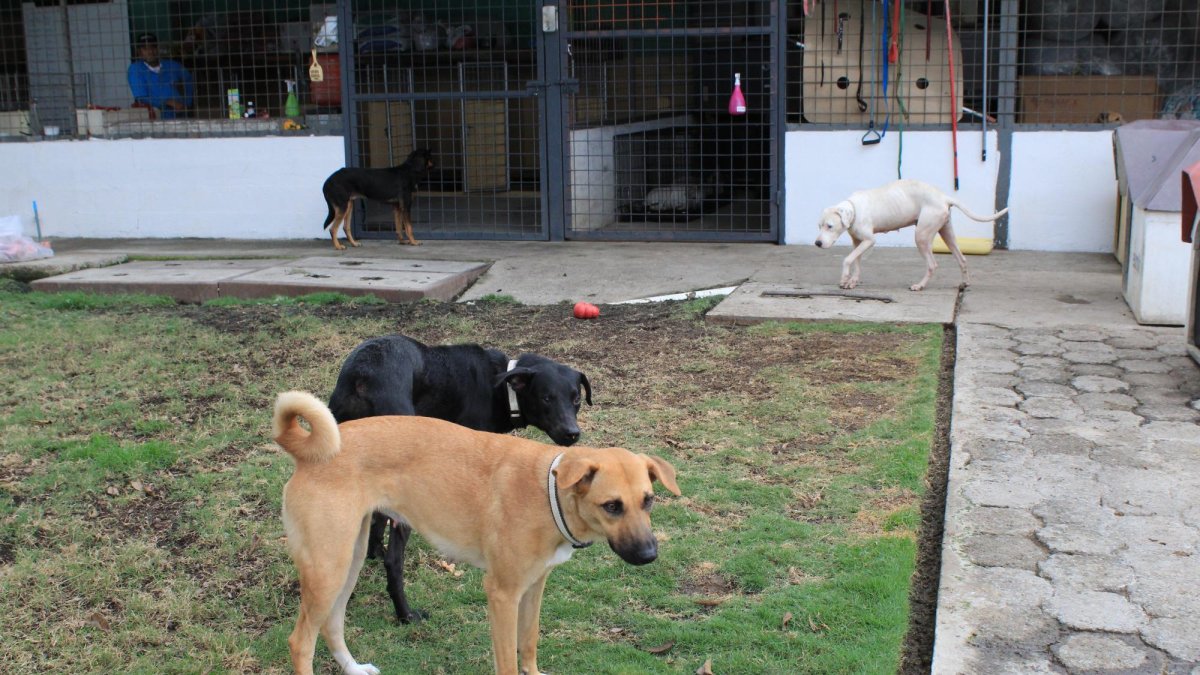 Las fundaciones necesitan más donaciones para poderse mantener.