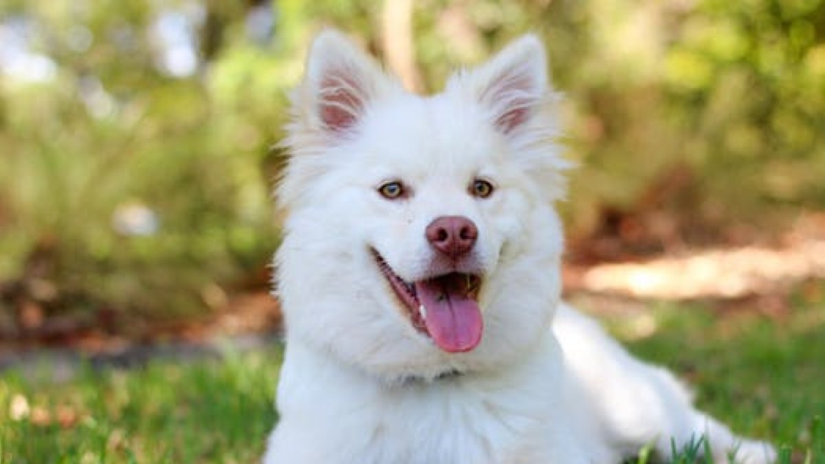 Los canes necesitan del tiempo y cuidados del ser humano.