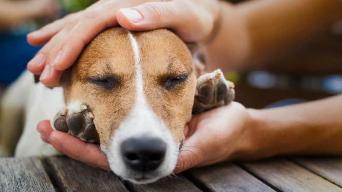 Referencial. Se presume que el veneno usado es para ratas.