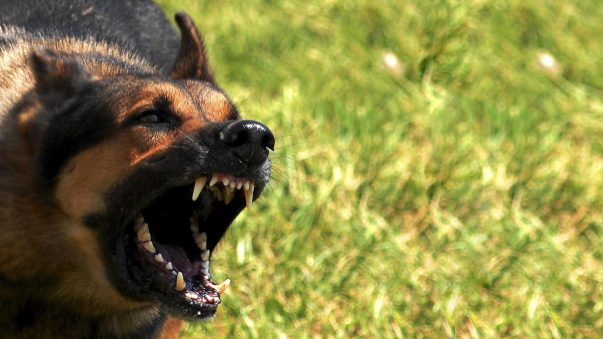 En 2017 cuatro perros de raza pastor alemán mataron a una mujer en Quito.