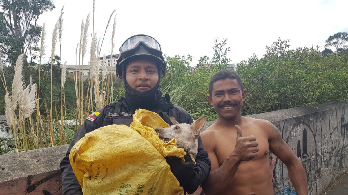 El can fue adoptado tras el rescate.