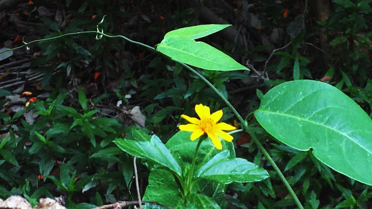 Santay vive también del turismo.  Su dirigente solicita más atención de las autoridades para realzar el atractivo de la isla que, en la actualidad, luce opacada.