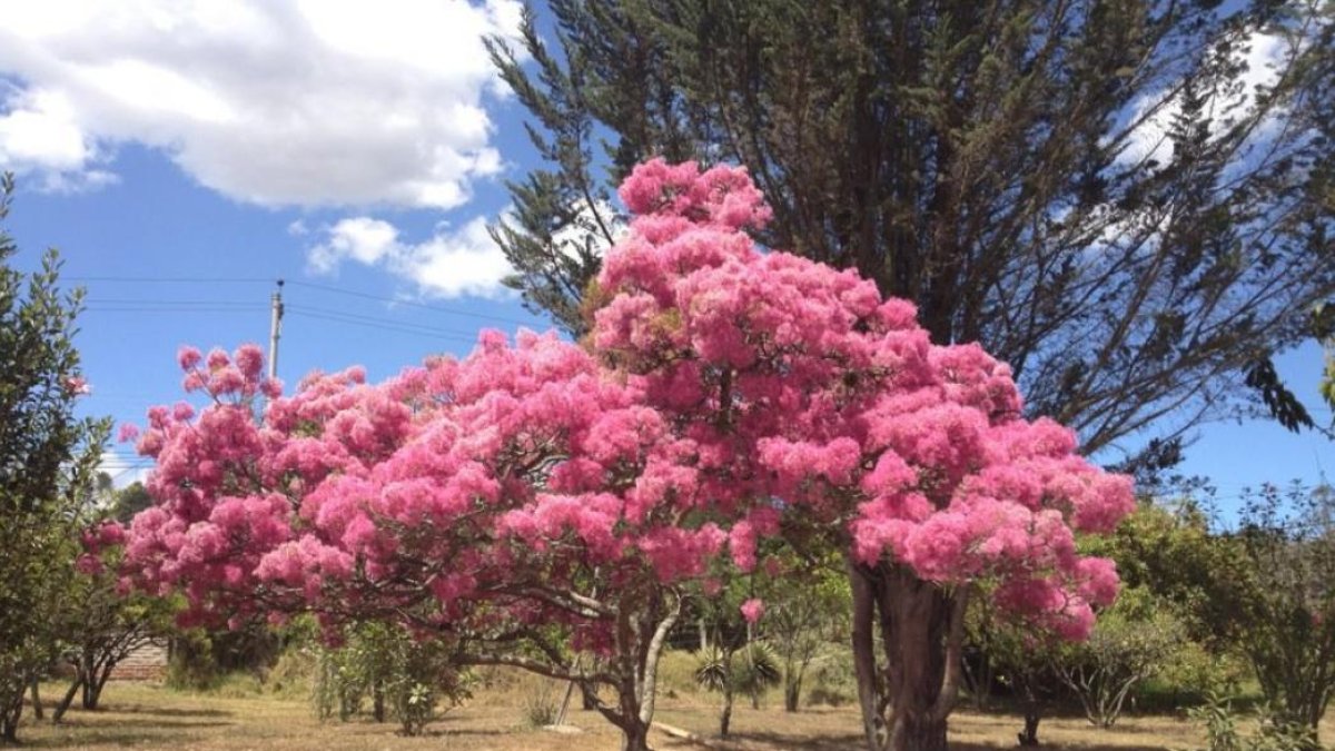 Los arupos tienen como época de florecimiento el verano.