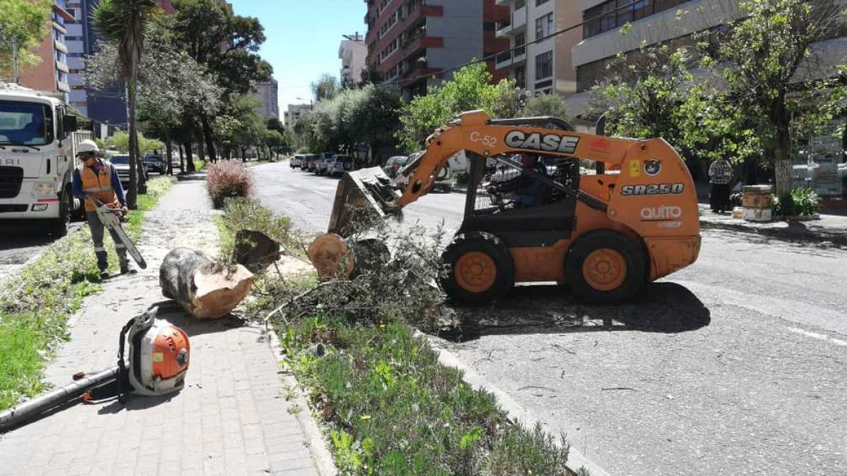 Estos ejemplares vegetales ya cumplieron su vida útil y representan un riesgo para los transeúntes del sector.