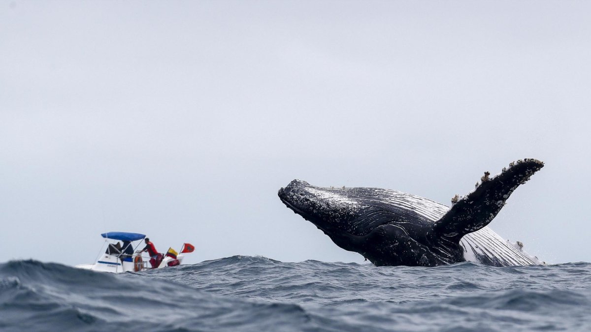 Esta especie de ballenas busca aguas cálidas para “parir y aparearse” y encuentran allí un lugar ideal gracias a sus fondos menos profundos y apacibles.