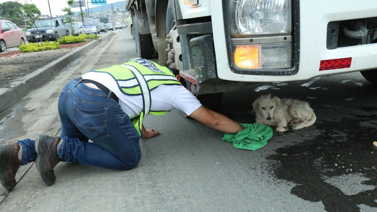Vigilante salvó a un perrito que fuera atropellado en la Perimetral, en la entrada de la línea 8.