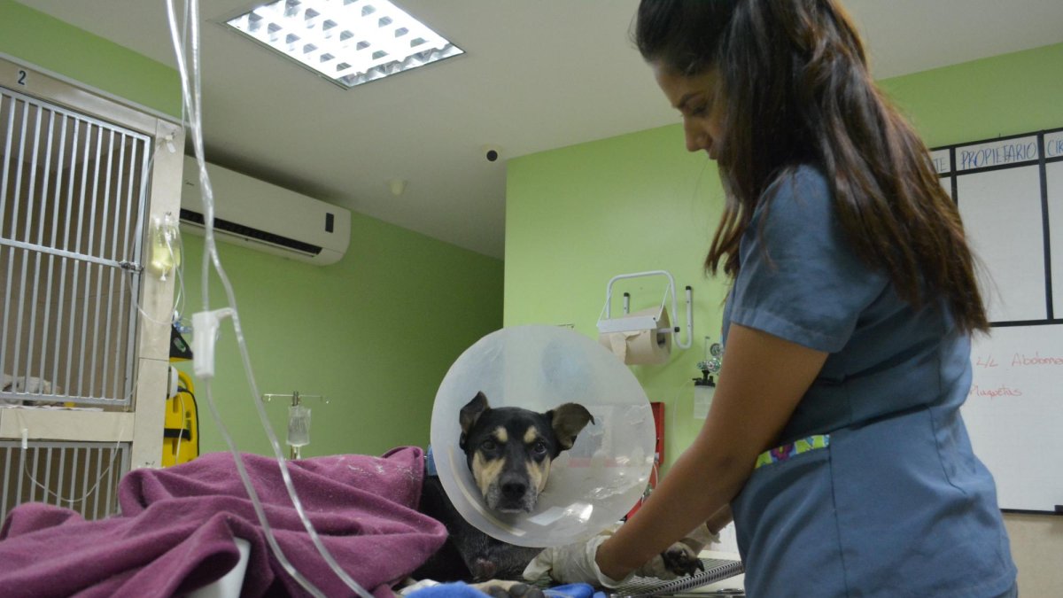 Brauny tendría 10 % de probabilidades de volver a caminar, tras una cirugía realizada el pasado martes 27 de febrero.