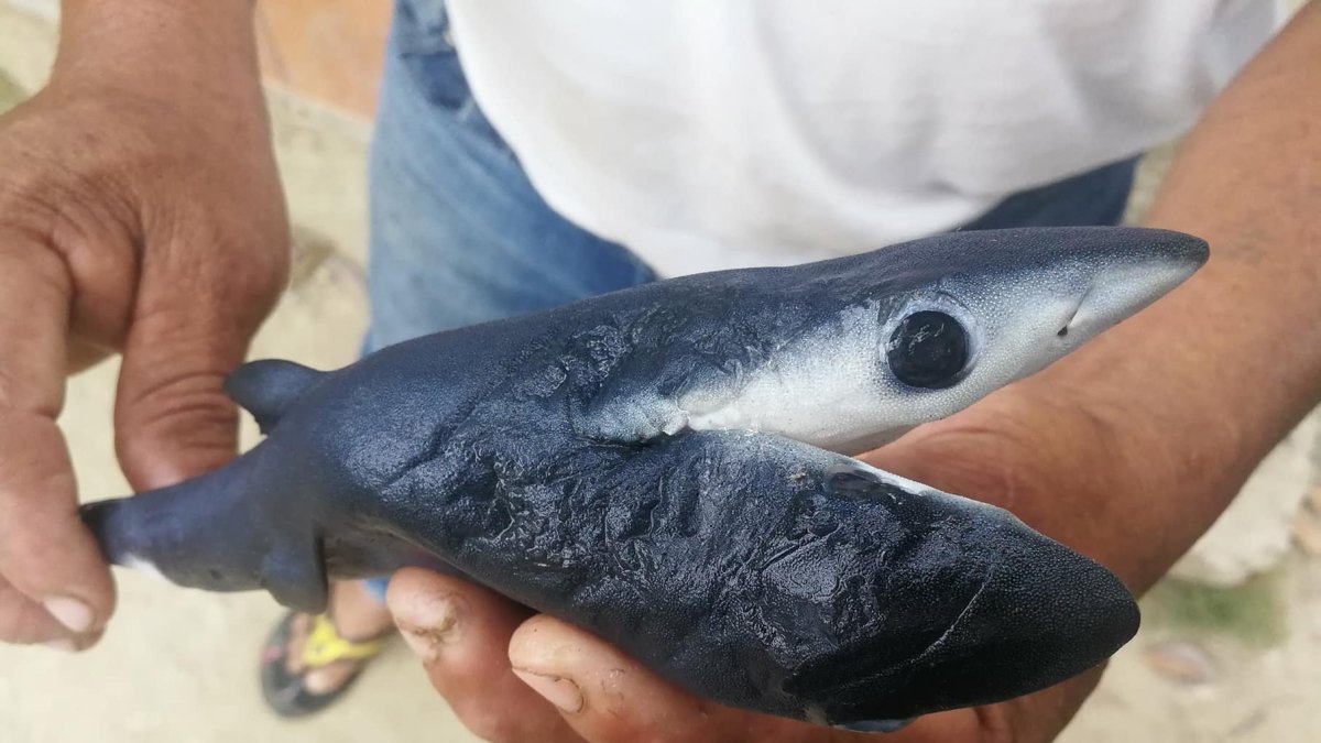 El pescador que hizo el hallazgo piensa embalsamar al animal.