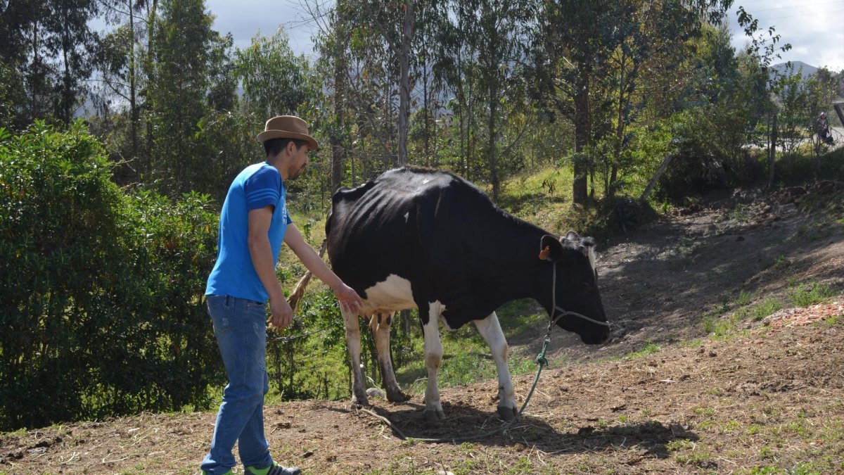 Estos ataques significan pérdidas económicas para la comunidad que se ubica en los alrededores de la Reserva Los Illinizas.