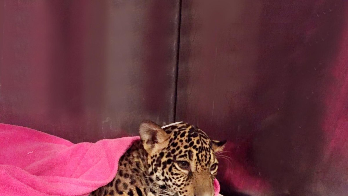 La juguar fue operada en el hospital de la Universidad San Francisco en 2016.