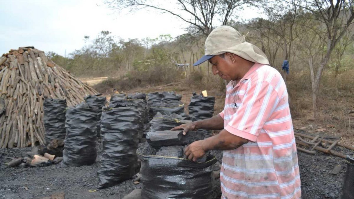 Vidal Guale se dedica a estos menesteres en las cordilleras de Chongón-Colonche.