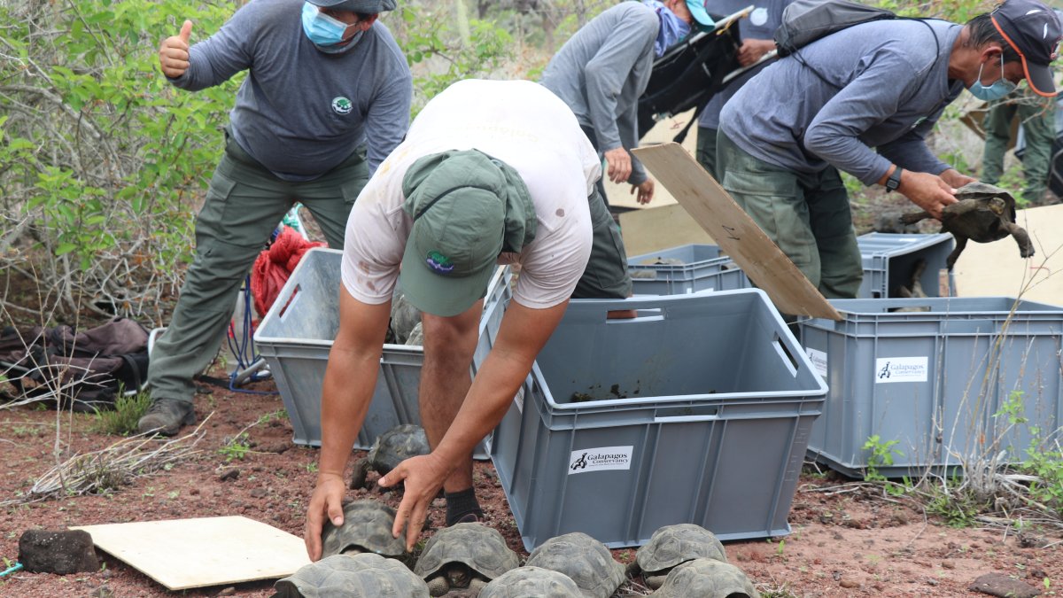 Un total de 191 tortugas juveniles, de entre 7 y 5 años, fueron reintroducidas a la isla Santa Fe.
