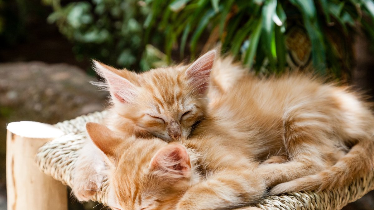 Referencial. Hombre deberá pagar nueve días en la cárcel por haber envenenado a tres gatitos