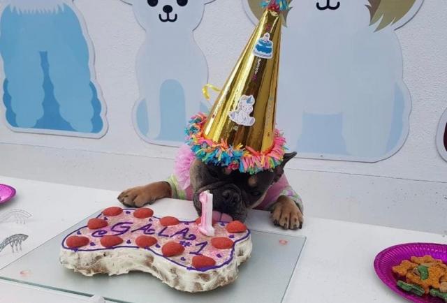 Guardería organiza cumpleaños para mascotas que incluyen un 'piscinazo'