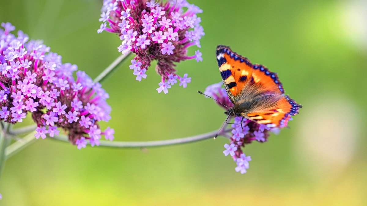 En algunas comunidades andinas con esta planta se preparan varios remedios y ungüentos para calmar los dolores. Se ha utilizado también en los rituales y en las ofrendas a las divinidades.