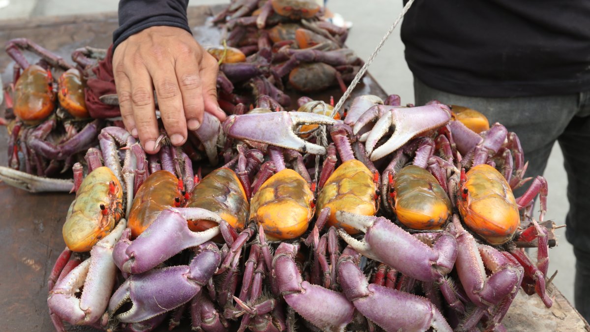 Las patitas gordas de los carapachudos sobresalen en los atados.